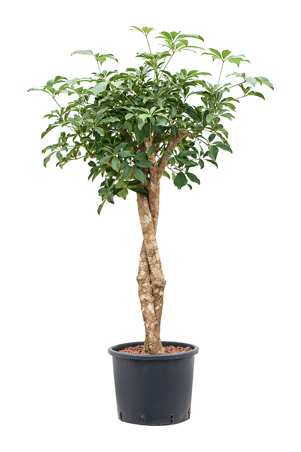 Hydroplant Schefflera Arboricola Compacta