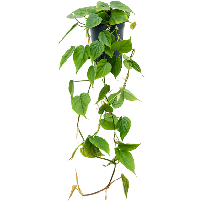 Hydroplant Philodendron Scandens