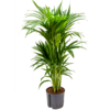 Hydroplant Kentia (Howea) Forsteriana