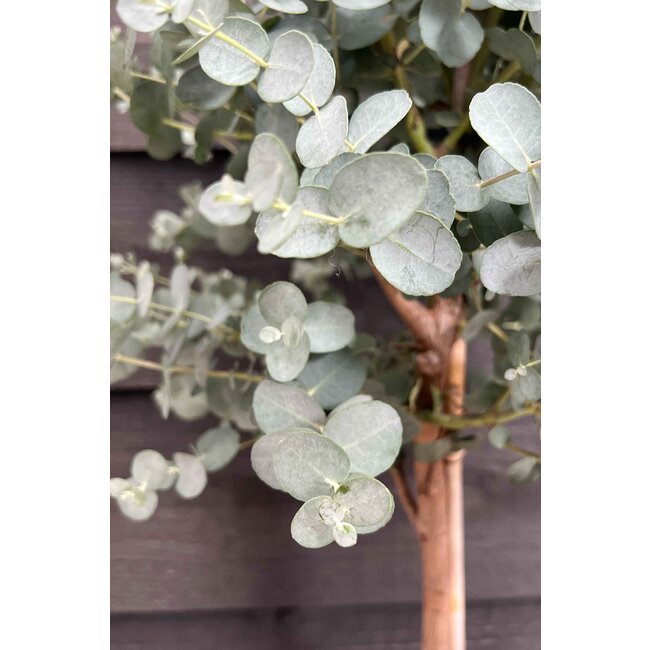 Eucalyptus gunnii Azura struik