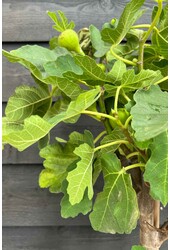 Ficus Carica Vijgenboom  XL