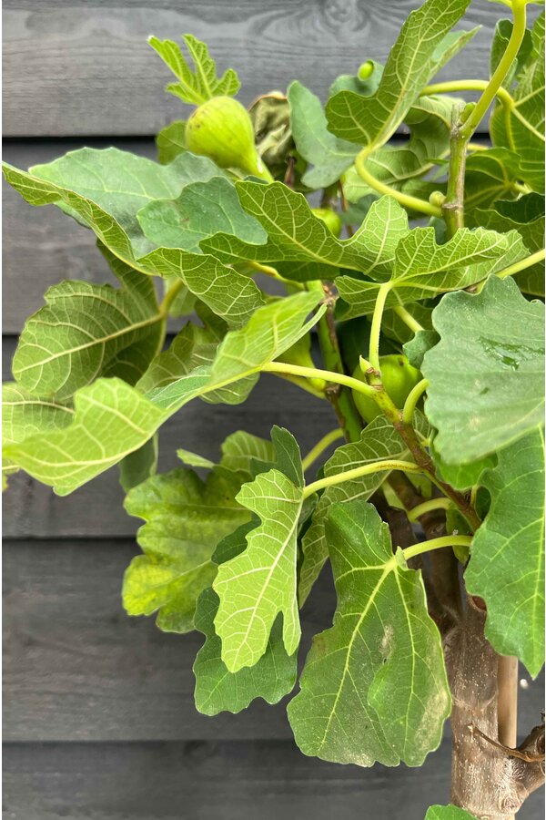 Ficus Carica Vijgenboom  XL