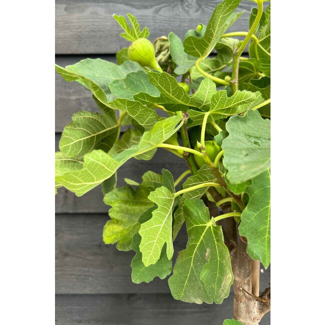 Ficus Carica Vijgenboom  L