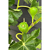 Ficus Carica Vijgenboom  S