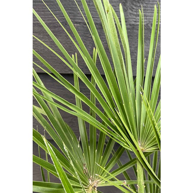 Trachycarpus waaierpalm XS