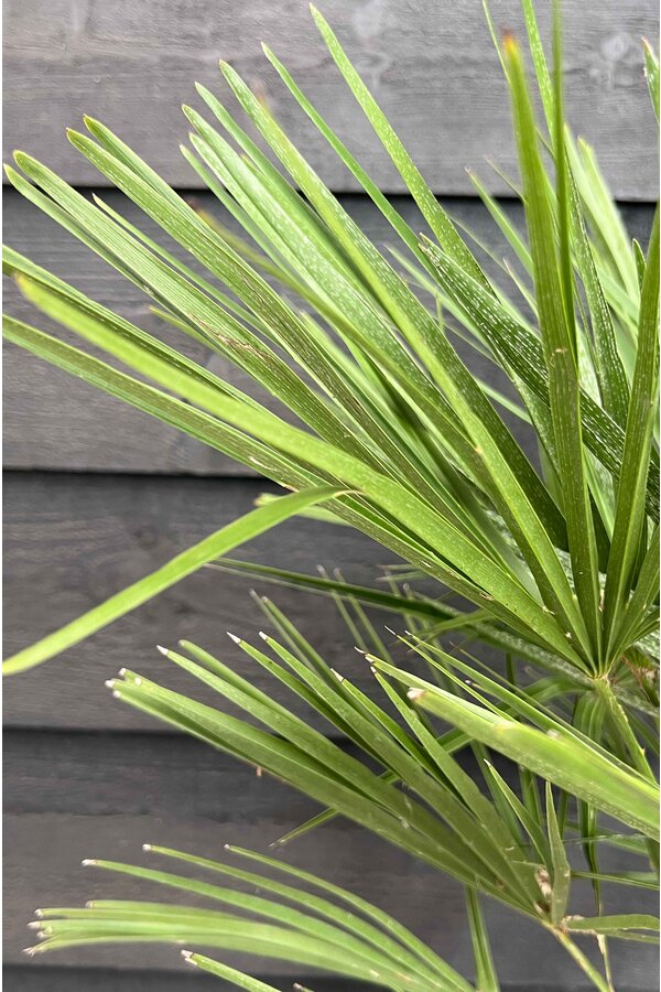 Trachycarpus waaierpalm M