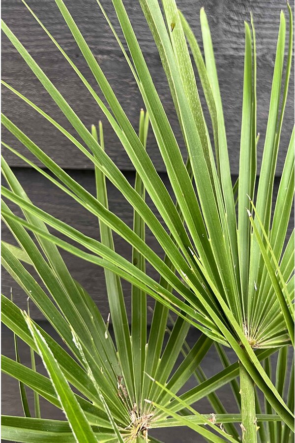 Trachycarpus waaierpalm M