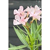 Oleander Nerium struik