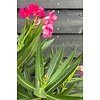 Oleander Nerium struik