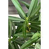 Oleander Nerium struik