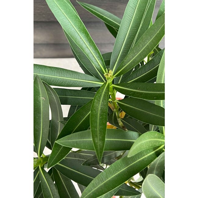 Oleander Nerium struik