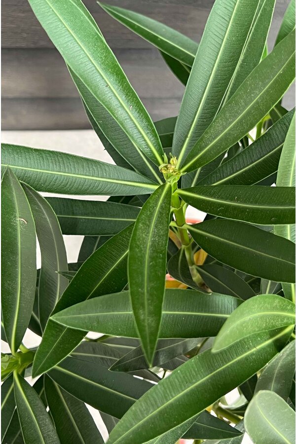 Oleander Nerium op stam S
