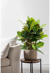 Croton Wonderstruik S