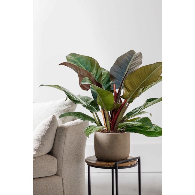 Philodendron Imperial Red S