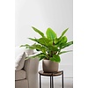 Philodendron Imperial Green S