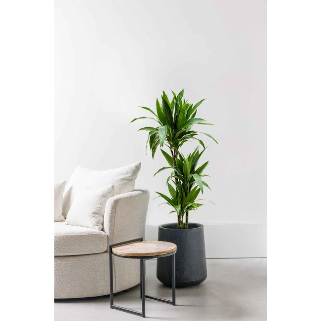 Dracaena Janet L