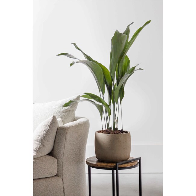 Aspidistra Eliator M