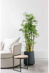 Polyscias Ming XL