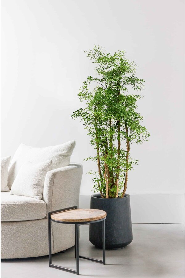 Polyscias Ming XL