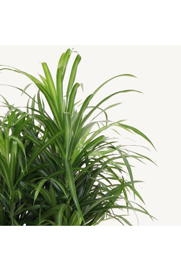 Dracaena Small Leaves L