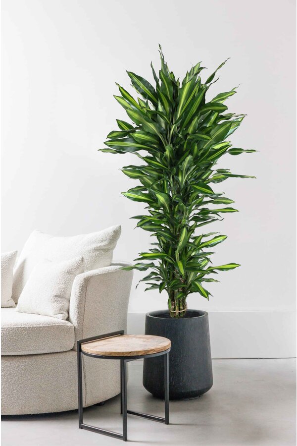 Dracaena Cinthho vertakt XL