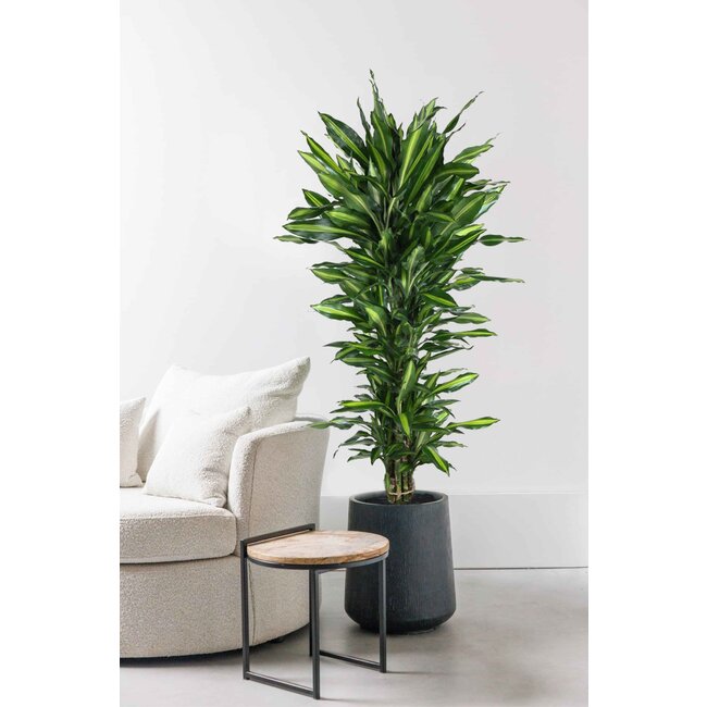 Dracaena Cinthho vertakt XL