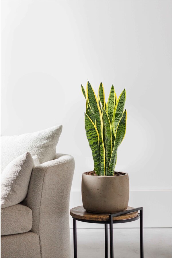 Sansevieria Laurentii M