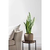 Sansevieria Black Coral