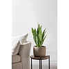 Sansevieria Black Coral M