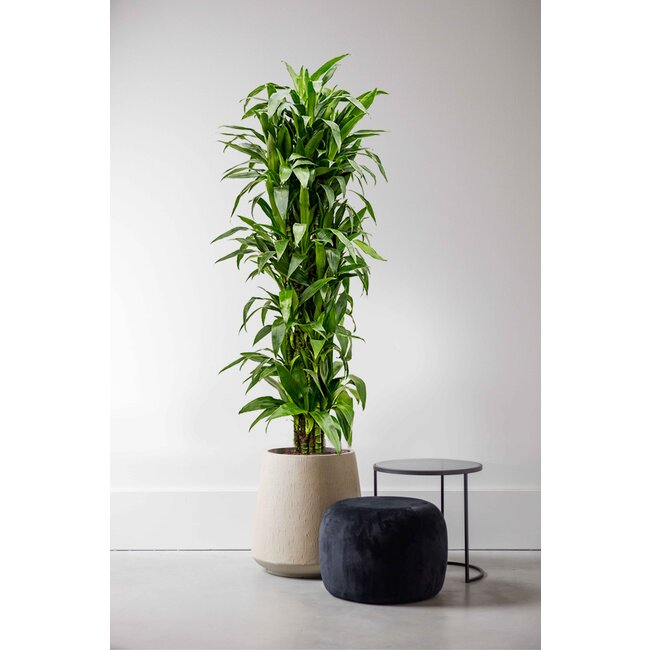 Dracaena Janet Lind XXXL