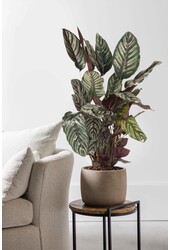 Calathea Ornata