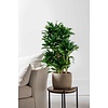 Dracaena Compacta M