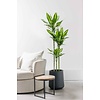 Dracaena Cintho Carroussel L