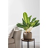 Aglaonema Key Lime