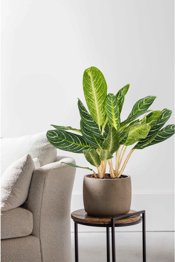 Aglaonema Key Lime