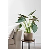 Alocasia Wentii L