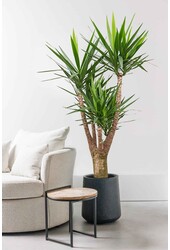 Yucca Palmlelie XXL