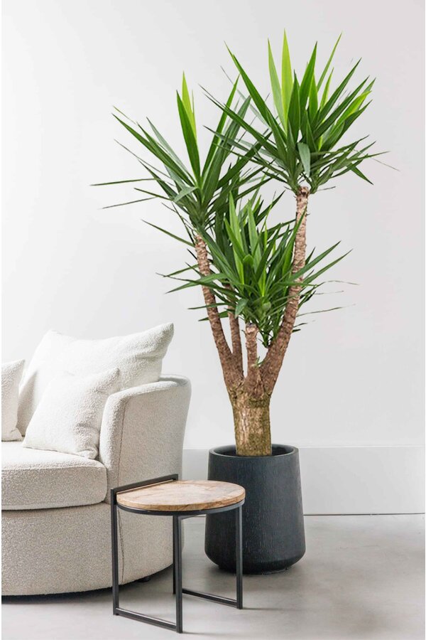 Yucca Palmlelie XXL