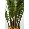 Cycas Revoluta XL