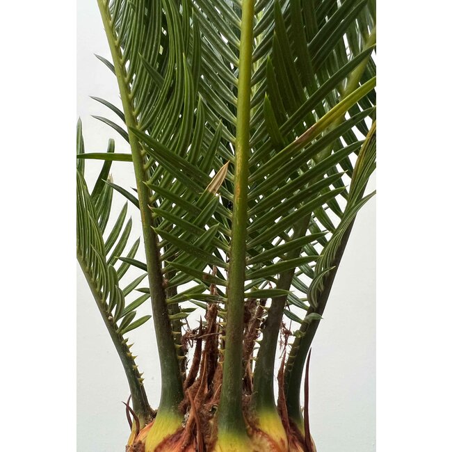 Cycas Revoluta XL