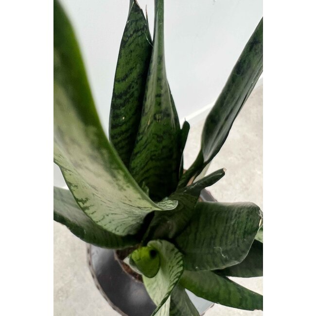 Sansevieria Zeylanica