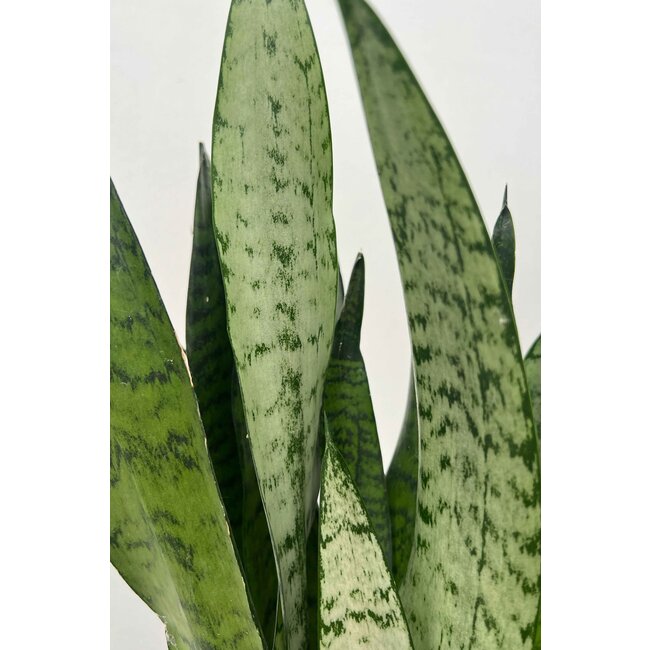 Sansevieria Zeylanica