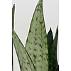 Sansevieria Zeylanica