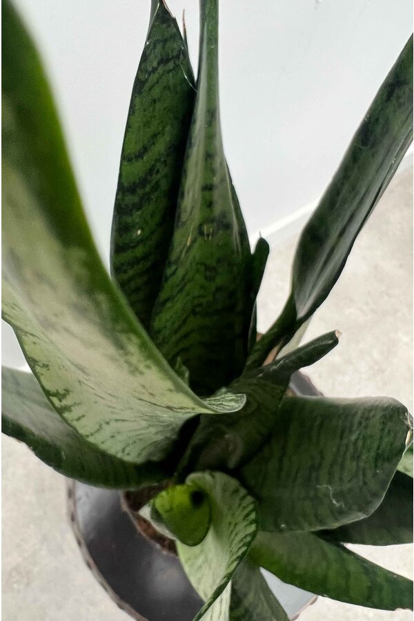 Sansevieria Zeylanica S