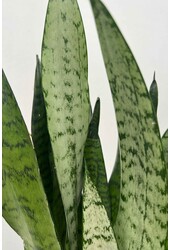 Sansevieria Zeylanica S