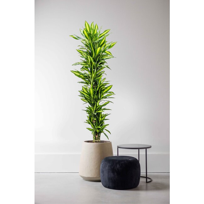 Dracaena Cintho vertakt XXL