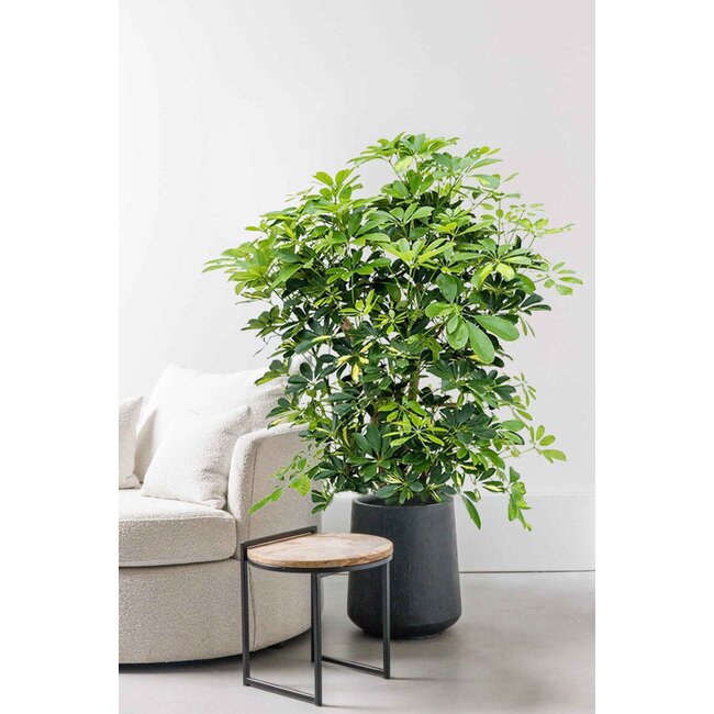 Schefflera Bush Bont L