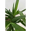 Palmlelie Yucca toef XXL