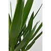 Palmlelie Yucca toef XXL