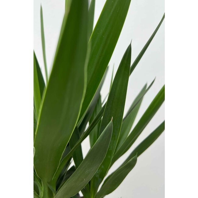 Palmlelie Yucca toef XXL